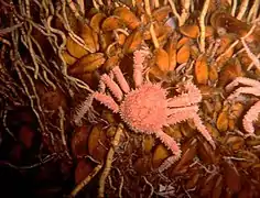Araignée de mer, bivalves et vestimentifères à proximité d'une source de méthane dans le golfe du Mexique, à plus de 3 000 mètres de profondeur.