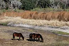 Photo de deux Florida Cracker Horse broutant près d'un cours d'eau.