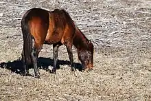Photo d'un Florida Cracker Horse broutant.
