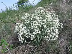 Le crambe de Tartarie