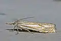 Crambus lathoniellus  (Zincken, 1817)