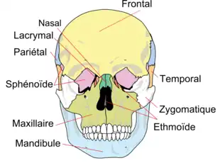 Os de la face, dont l'os zygomatique (représenté en blanc).