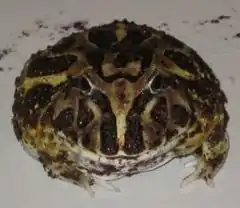 Grenouille cornue de Cranwell (Ceratophrys cranwelli)