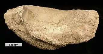Crassostrea gigantissima (fossile)