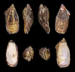 Crassostrea gigas (Ostreida, les huîtres)