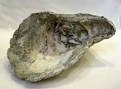 Crassostrea titan (fossile)