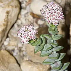 Description de l'image Crassula.rupestris.7076.jpg.