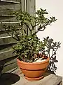 Crassula ovata (syn. C. portulacea) de 4 ans