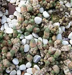 Description de l'image Crassula barklyi.jpg.