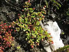 Description de l'image Crassula decumbens plant2 (14976024439).jpg.