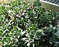 Crassula lactea