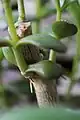 Jeunes racines aériennes sur Crassula ovata.