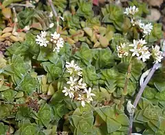 Description de l'image Crassula socialis 2016-04-28 9071.jpg.