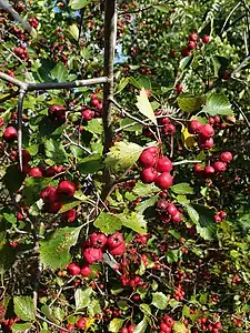 Crataegus chrysocarpa var. chrysocarpa en fruits, récolté à Laval, Québec.