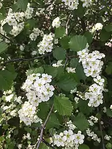 Crataegus chrysocarpa var. chrysocarpa, arbuste en fleurs à Montréal, Québec.