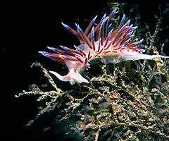 Hervia pèlerine (Cratena peregrina), un nudibranche.