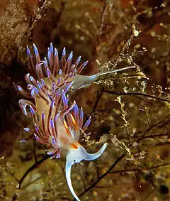 Cratena peregrina sur un Eudendrium ramosum.