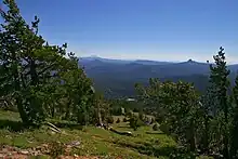 Pins tortueux dans des pelouses alpines sur des pentes dominant un vaste panorama boisé.