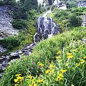 Petite chute d'eau dans des parois rocheuses et bordée par des arbustes, des mousses et des plantes à fleurs jaunes et roses.