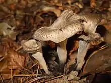 Craterellus cornucopioides,à l'état sec