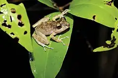 Description de l'image Craugastor yucatanensis (male).jpg.