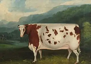 La Craven Heifer (en), légendaire pour son poids et comparable à la Airedale Heifer. Artiste inconnu, 1811.