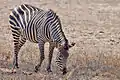 Zèbre de Crawshay au parc national du Luangwa du Sud.