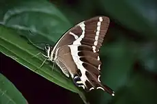 Papilio delalandei, ailes repliées