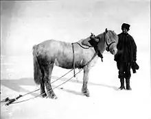 Photographie en noir et blanc de Crean avec un poney utilisé par l'expédition.