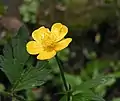 Ranunculus repens (Ranunculales, Ranunculaceae)