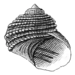 Cremnoconchus syhadrensis