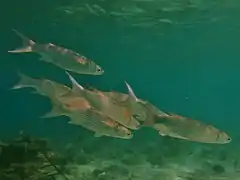 Un groupe de mulets à queue bleue (Crenimugil crenilabis)