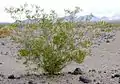 Le créosotier, Larrea tridentata.