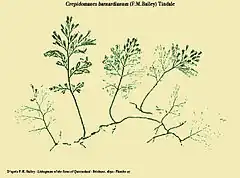 Crepidomanes barnardianum