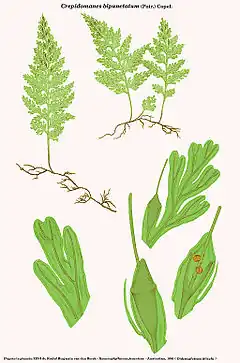 Description de l'image Crepidomanes bipunctatum (Didymoglossum filicula Bosch).jpg.