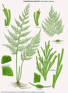 Description de l'image Crepidomanes grande (Trichomanes millefolium).jpg.