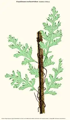 Description de l'image Crepidomanes melanotrichum (Engler).jpg.