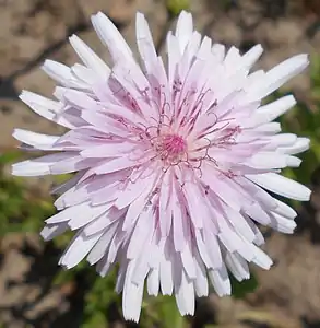 Détail de l'inflorescence.