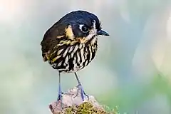 Description de l'image Crescent-faced Antpitta.jpg.