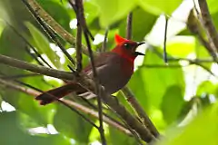 Description de l'image Crested Ant Tanager (Habia cristata) (8079775659).jpg.