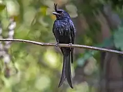 Drongo malgache.