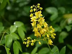 Caesalpinia crista