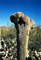 Cristation d'un cactus Carnegiea gigantea