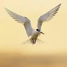 Sterne huppée en vol en Tasmanie, Australie. Février 2021.