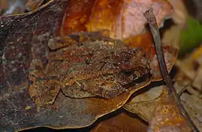 Description de l'image Crested Toad (Ingerophrynus divergens) (14013094667).jpg.