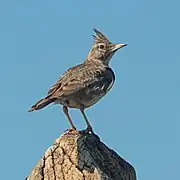 Galerida cristata cristata, perché sur un poteau en bois en Hongrie