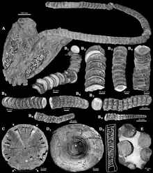 Photographie de divers fossiles de Cretoxyrhina.