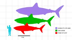 Illustration de silhouettes d'un être humain et de trois requins de l'espèce Cretoxyrhina  mantelli qui sont à l'échelle.