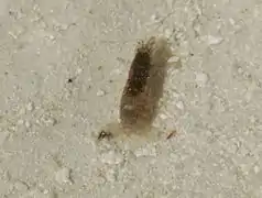 Une crevette non identifiée