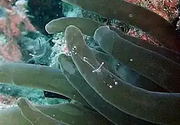 Periclimenes longicarpus, Crevette dans son anémone.